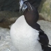 razorbill_msi_v_1040_can0657.jpg